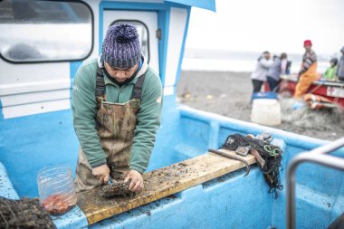 Cobquecura, Şili 16 Eylül 2018: çalışma, kesme ve ünlü Şili deniz ürünleri ayıklama balıkçılar denilen Piure turuncu bir yumuşakça Pasifik Okyanusu