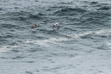 Pasifik Okyanusu 'ndaki La Rinconada plajında gökyüzünden geçen bir pelikan sürüsü ve Cobquecura, Şili' de vahşi yaşam ve kuş izlemek için inanılmaz bir yer.
