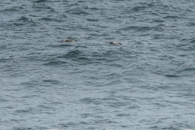 Pasifik Okyanusu 'ndaki La Rinconada plajında gökyüzünden geçen bir pelikan sürüsü ve Cobquecura, Şili' de vahşi yaşam ve kuş izlemek için inanılmaz bir yer.