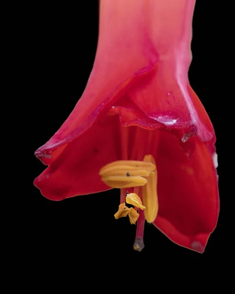 Endemisk Röda Och Gula Phycella Australis Eller Aauca Bicolor Blomma — Stockfoto
