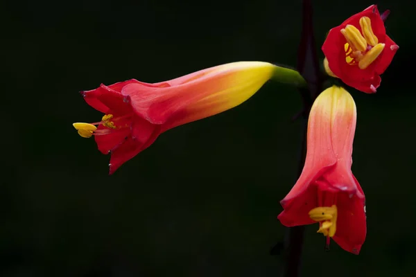 Endemic Red Yellow Phycella Australis Aauca Bicolor Flower Its Pistils — Stock Photo, Image