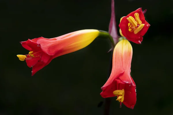 Endemic Red Yellow Phycella Australis Aauca Bicolor Flower Its Pistils — Stock Photo, Image
