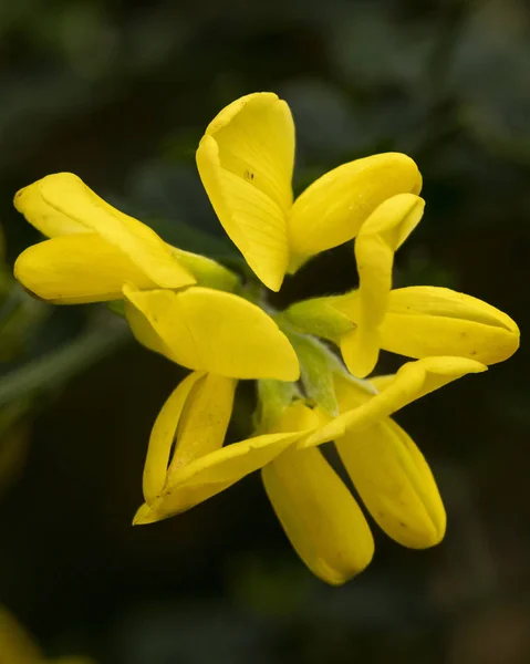 Gul Arctotheca Ringblomma Blomma Med Pistiller Pollen Och Bladen Isolerade — Stockfoto