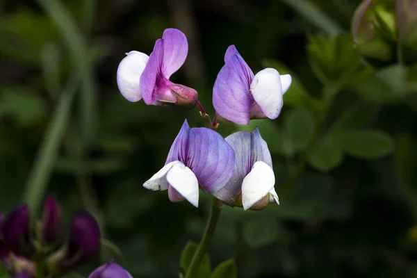Lathyrus Palustris Flower Its Pistils Pollen Leaves Isolated Central Chile — Stock Photo, Image