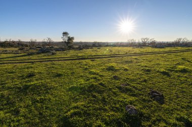 Ağaçlı güzel yeşil manzaranın resimsel görüntüsü 
