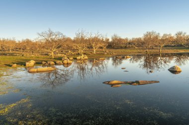 Kayalar ve Extremadura bölge açık havada, grassfields, lagünler, meşe ve sürü inek cutle İspanya kırsal tarım alanlarında, lagün üzerinde çıplak ağaçlar şaşırtıcı su yansımalar