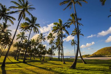 Paskalya Adası kıyıları harika bir kıyı şeridi görüyor, Rapa Nui, Şili