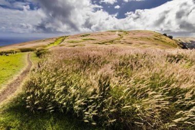 Paskalya Adası kıyıları harika bir kıyı şeridi görüyor, Rapa Nui, Şili