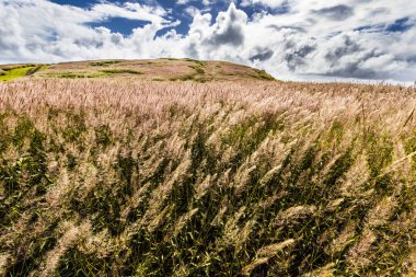 Paskalya Adası kıyıları harika bir kıyı şeridi görüyor, Rapa Nui, Şili