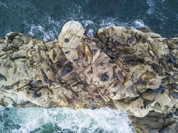 Milhares Corvos Marinhos Esperando Sua Colônia Acima Das Rochas Nas — Fotografia de Stock