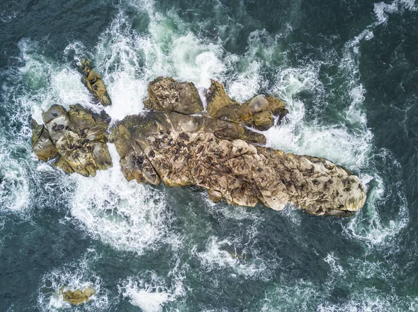 海の上の崖の上の岩の上でコロニーを待っている何千もの鵜は 太平洋の海でアリカ地域で狩猟に行くために 素晴らしい海の野生生物チリ — ストック写真