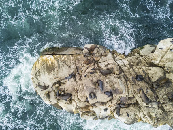 海の上の崖の上の岩の上でコロニーを待っている何千もの鵜は 太平洋の海でアリカ地域で狩猟に行くために 素晴らしい海の野生生物チリ — ストック写真