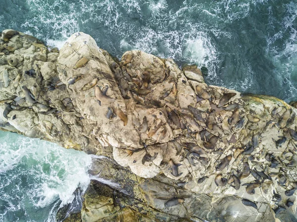 Tausende Von Kormoranen Warten Auf Ihrer Kolonie Über Den Felsen — Stockfoto