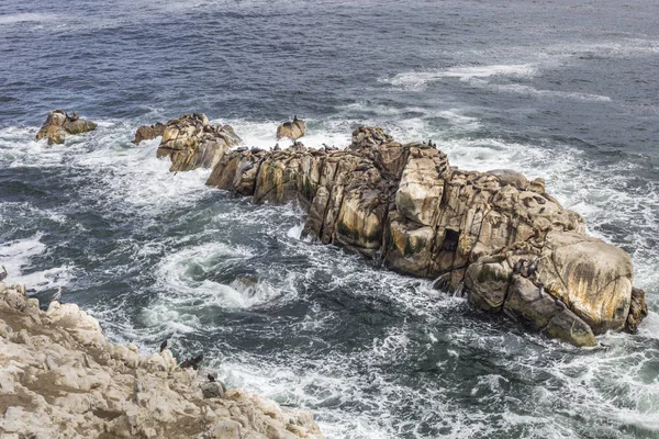 Тысячи Бакланов Ждут Своей Колонии Над Скалами Скалах Над Морем — стоковое фото