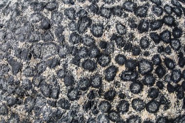 Orbicular granite in Atacama Desert at Caldera, Chile. There are just a few places with this amazing granite formations that create amazing natural textured patterns with circles over granite rock clipart
