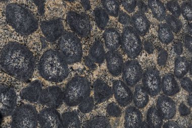 Caldera, Şili 'deki Atacama Çölü' nde orbiküler granit. Granit kayaların üzerinde daireler çizerek inanılmaz doğal desenler oluşturan bu granit oluşumlara sahip birkaç yer var.