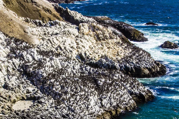 Milhares Corvos Marinhos Esperando Sua Colônia Acima Das Rochas Nas — Fotografia de Stock