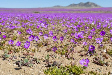 Ne zaman yağmurlar gelir Atacama Çölü için bin çiçek yapım o inanılmaz bir çiçekli çayır bahar renklerinden dolu çöl alanları boyunca yetişir. El Nio hava fenomen su getiriyor