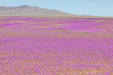 Ne zaman yağmurlar gelir Atacama Çölü için bin çiçek yapım o inanılmaz bir çiçekli çayır bahar renklerinden dolu çöl alanları boyunca yetişir. El Nio hava fenomen su getiriyor