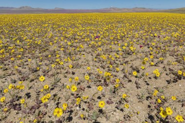 Ne zaman yağmurlar gelir Atacama Çölü için bin çiçek yapım o inanılmaz bir çiçekli çayır bahar renklerinden dolu çöl alanları boyunca yetişir. El Nio hava fenomen su getiriyor