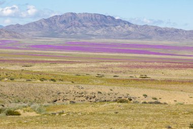 Ne zaman yağmurlar gelir Atacama Çölü için bin çiçek yapım o inanılmaz bir çiçekli çayır bahar renklerinden dolu çöl alanları boyunca yetişir. El Nio hava fenomen su getiriyor