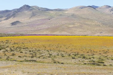 Ne zaman yağmurlar gelir Atacama Çölü için bin çiçek yapım o inanılmaz bir çiçekli çayır bahar renklerinden dolu çöl alanları boyunca yetişir. El Nio hava fenomen su getiriyor
