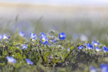 Ne zaman yağmurlar gelir Atacama Çölü için bin çiçek yapım o inanılmaz bir çiçekli çayır bahar renklerinden dolu çöl alanları boyunca yetişir. El Nio hava fenomen su getiriyor