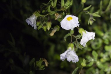 Ne zaman yağmurlar gelir Atacama Çölü için bin çiçek yapım o inanılmaz bir çiçekli çayır bahar renklerinden dolu çöl alanları boyunca yetişir. El Nio hava fenomen su getiriyor