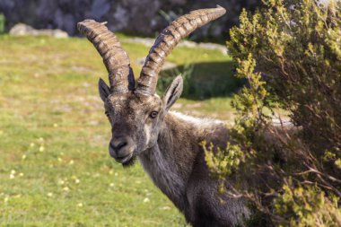  İspanya 'nın dağlarında yaşayan inanılmaz bir antilop engebeli arazilerdeki sarp kayalıklara tırmanıyor.