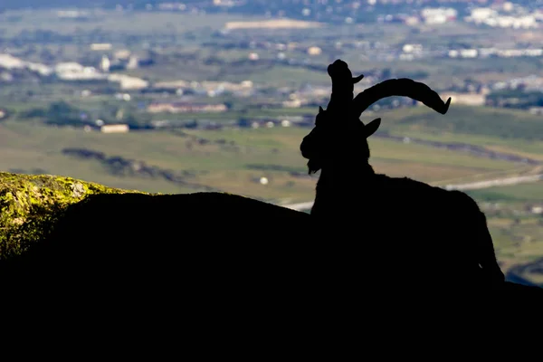 Incrível Espanhol Montanha Cabra Antílope Incrível Que Vive Nas Montanhas — Fotografia de Stock