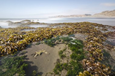 Şaşırtıcı Las Brisas Şili'deki vahşi bir çevre üzerindeki bir huşu deniz kıyı şeridi manzara plaj. Dalgalar yosun ve kayalar üzerine su akışı itme ise sonsuz ufuk üzerinde güneşin battığı