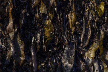 Yosun yığını, koyu yeşil deniz yosunu, üst manzara. 