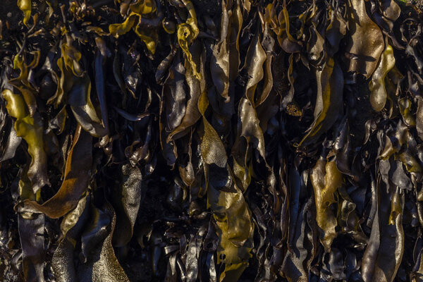 pile of wet dark green seaweed, top view 