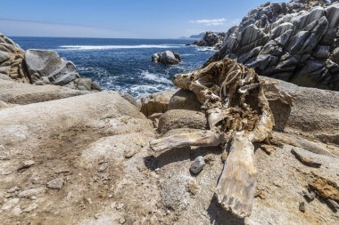 Zoologico de Piedra, Atacama Çölü 'ndeki büyük kaya kayaları. İnanılmaz kaya oluşumlarıyla ender görülen bir manzara. Taş bir manzarada, kurak doğal dokular.