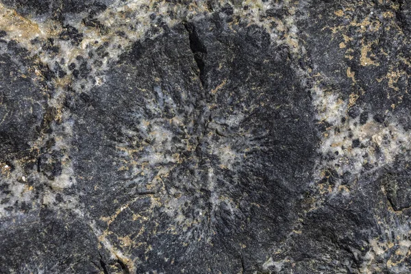 Granito Orbicular Deserto Atacama Caldera Chile Existem Apenas Alguns Lugares — Fotografia de Stock