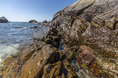 Atacama Çölü 'ndeki kayalık bir sahilde inanılmaz havuzlar. Pasifik Okyanusu 'nun sularının Şili kıyılarını çökerttiği vahşi doğa dünyanın en kurak çölünün içindeki huzurlu bir çevreye çarpıyor.