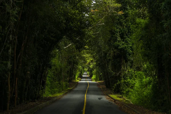 Patagonya ormanının içinde inanılmaz bir fantezi manzarası ormanın derinliklerine giden bir yol inanılmaz bir ağaç tüneli oluşturuyor.