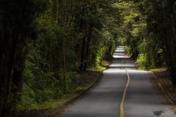 Uma Paisagem Fantasia Incrível Dentro Floresta Patagônia Uma Estrada Que — Fotografia de Stock
