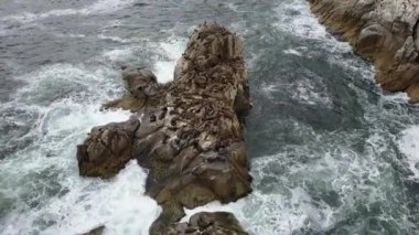 Hava görüntüleri Atacama Tatlı, bir Ada deniz aslanları ve Pasifik Okyanusu kıyı şeridi, huşu vahşi doğa Atacama Bölgesi'nde Kuzey Şili'de inanılmaz bir deniz kuşu yaşam nüfuslu vahşi yaşam güzelliği görünümü