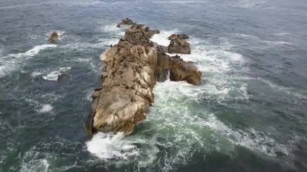 空中镜头在阿塔卡马甜品 一个岛屿 海狮和惊人的海鸟生活在智利北部的阿塔卡马地区在太平洋海岸线 令人望而生远的荒野的野生动物之美 — 图库视频影像