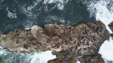 Hava görüntüleri Atacama Tatlı, bir Ada deniz aslanları ve Pasifik Okyanusu kıyı şeridi, huşu vahşi doğa Atacama Bölgesi'nde Kuzey Şili'de inanılmaz bir deniz kuşu yaşam nüfuslu vahşi yaşam güzelliği görünümü