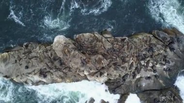 Hava görüntüleri Atacama Tatlı, bir Ada deniz aslanları ve Pasifik Okyanusu kıyı şeridi, huşu vahşi doğa Atacama Bölgesi'nde Kuzey Şili'de inanılmaz bir deniz kuşu yaşam nüfuslu vahşi yaşam güzelliği görünümü