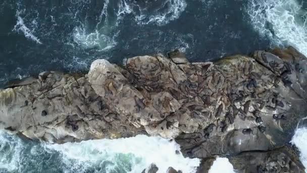 空中镜头在阿塔卡马甜品 一个岛屿 海狮和惊人的海鸟生活在智利北部的阿塔卡马地区在太平洋海岸线 令人望而生远的荒野的野生动物之美 — 图库视频影像
