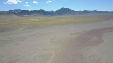 Çöl Çiçekleri, sarı çiçek yatak alanları havadan insansız hava aracı görüntüleri. Zaman zaman yağmur Atacama Çölü'ne gelir, ne zaman binlerce çiçek çölde büyümek olur, şaşırtıcı 