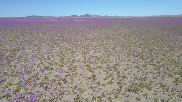无人机在紫色花坛的田野坠毁 在空中无人机的镜头 包括无人机事故 不时下雨来到阿塔卡马沙漠 当发生成千上万的花朵生长在沙漠 — 图库视频影像