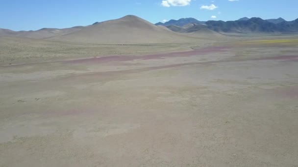 Çöl Çiçekleri Mor Sarı Çiçek Yatağı Havadan Insansız Hava Aracı — Stok video