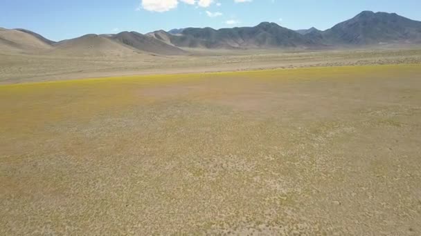 Vista Aérea Del Campo Flores Amarillas — Vídeo de stock