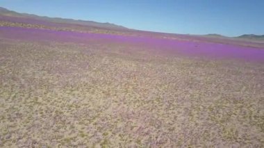 Atacama Desert Flowers hava görüntüleri, çöl kumları boyunca Atacama büyüyen çiçek yatak alanları bahar bir hayranlık renkli sonsuzluk manzara ile inanılmaz bir nadir bir fenomen