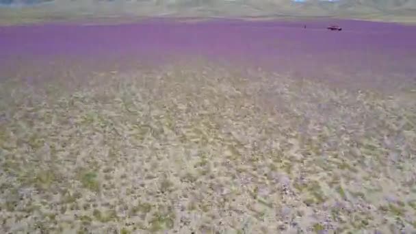 紫色の花畑の航空写真 — ストック動画