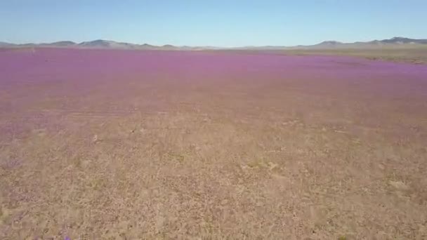 Letecký pohled na pole purpurové květiny